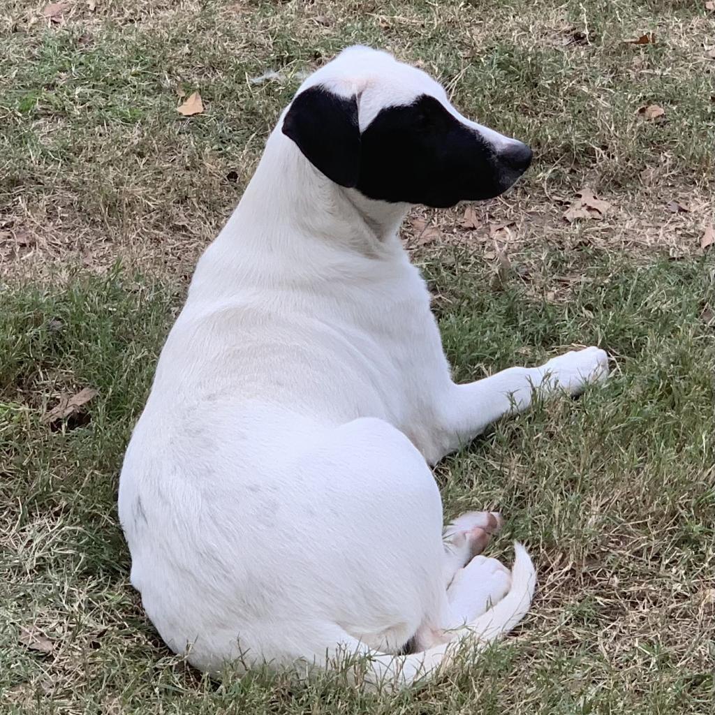 Licorice, an adoptable Great Pyrenees, Mixed Breed in Dallas, TX, 75201 | Photo Image 6