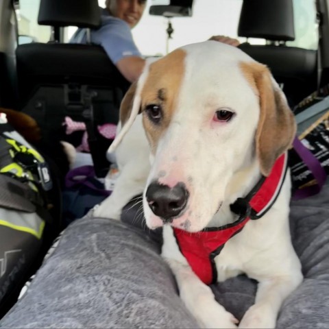 Loki, an adoptable Great Pyrenees, Mixed Breed in Dallas, TX, 75201 | Photo Image 1