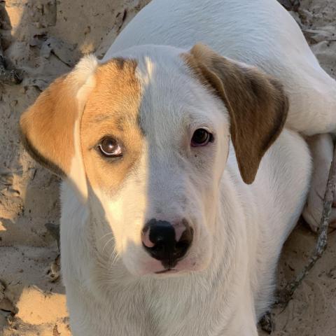 Loki, an adoptable Great Pyrenees, Mixed Breed in Dallas, TX, 75201 | Photo Image 2