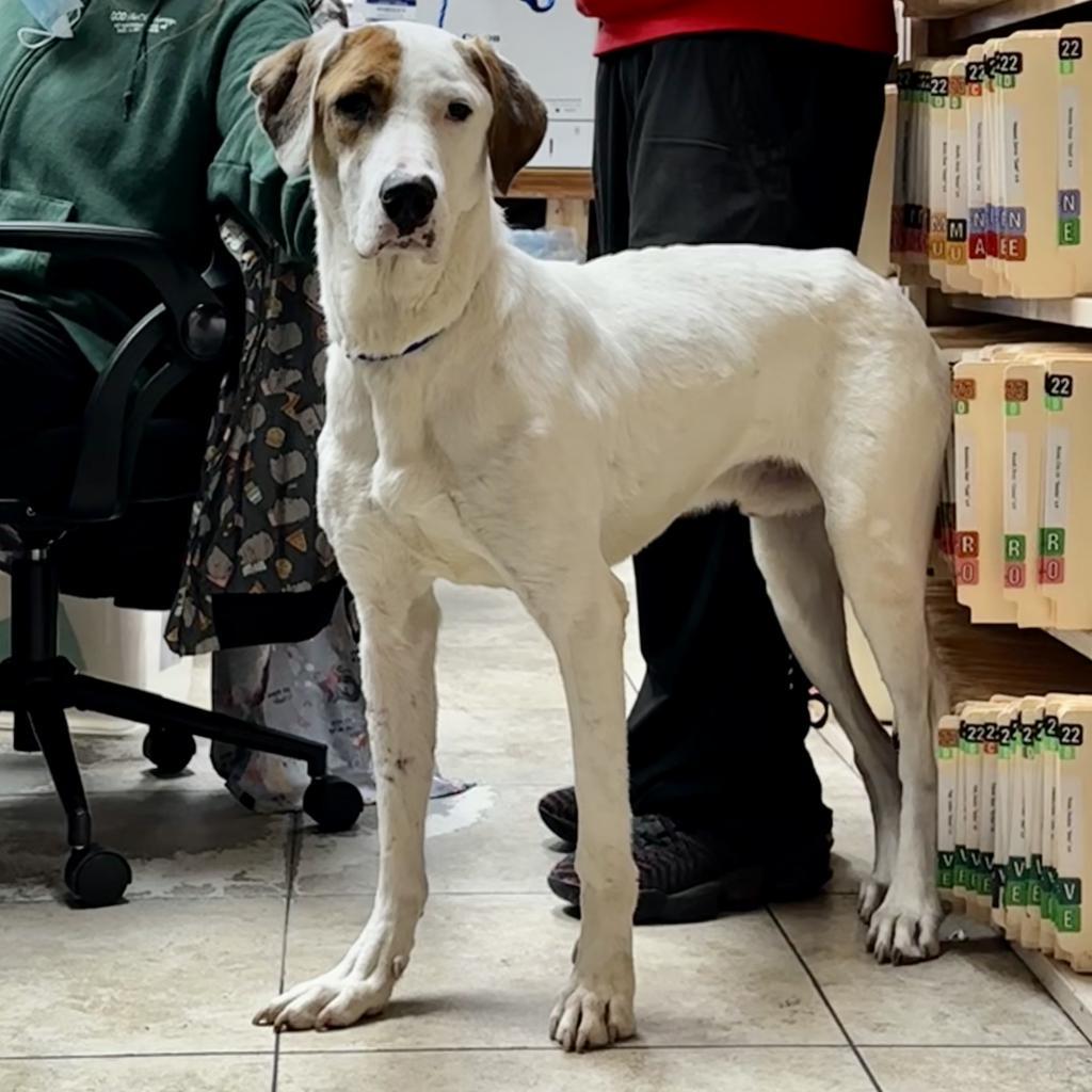 Loki, an adoptable Great Pyrenees, Mixed Breed in Dallas, TX, 75201 | Photo Image 2