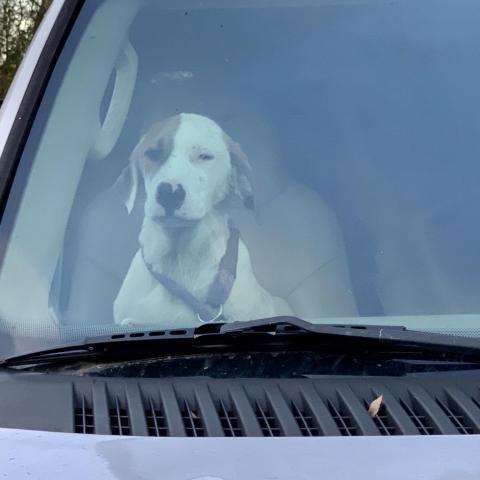 Loki, an adoptable Great Pyrenees, Mixed Breed in Dallas, TX, 75201 | Photo Image 3