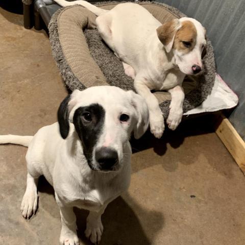 Loki, an adoptable Great Pyrenees, Mixed Breed in Dallas, TX, 75201 | Photo Image 3