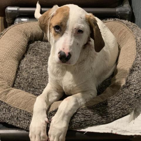 Loki, an adoptable Great Pyrenees, Mixed Breed in Dallas, TX, 75201 | Photo Image 4