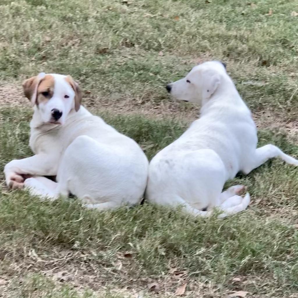 Loki, an adoptable Great Pyrenees, Mixed Breed in Dallas, TX, 75201 | Photo Image 4