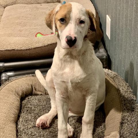 Loki, an adoptable Great Pyrenees, Mixed Breed in Dallas, TX, 75201 | Photo Image 5