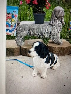 Jo Jo - Needs adult owner, No Children, No Grandkids and No Out of State Adoptions