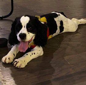 basset hound and cocker spaniel mix