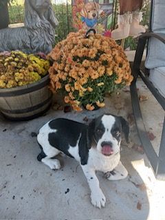 Jo Jo - Needs adult owner, No Children, No Grandkids and No Out of State Adoptions 5