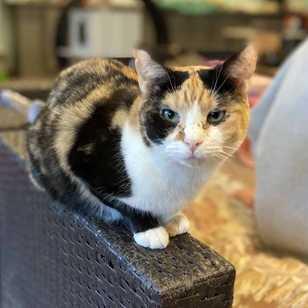 Freckles, an adoptable Domestic Short Hair, Calico in New Cumberland, WV, 26047 | Photo Image 1