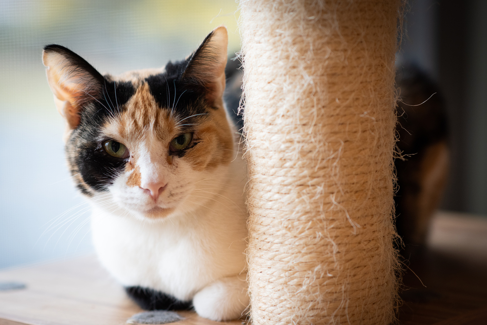 Freckles, an adoptable Domestic Short Hair, Calico in New Cumberland, WV, 26047 | Photo Image 3