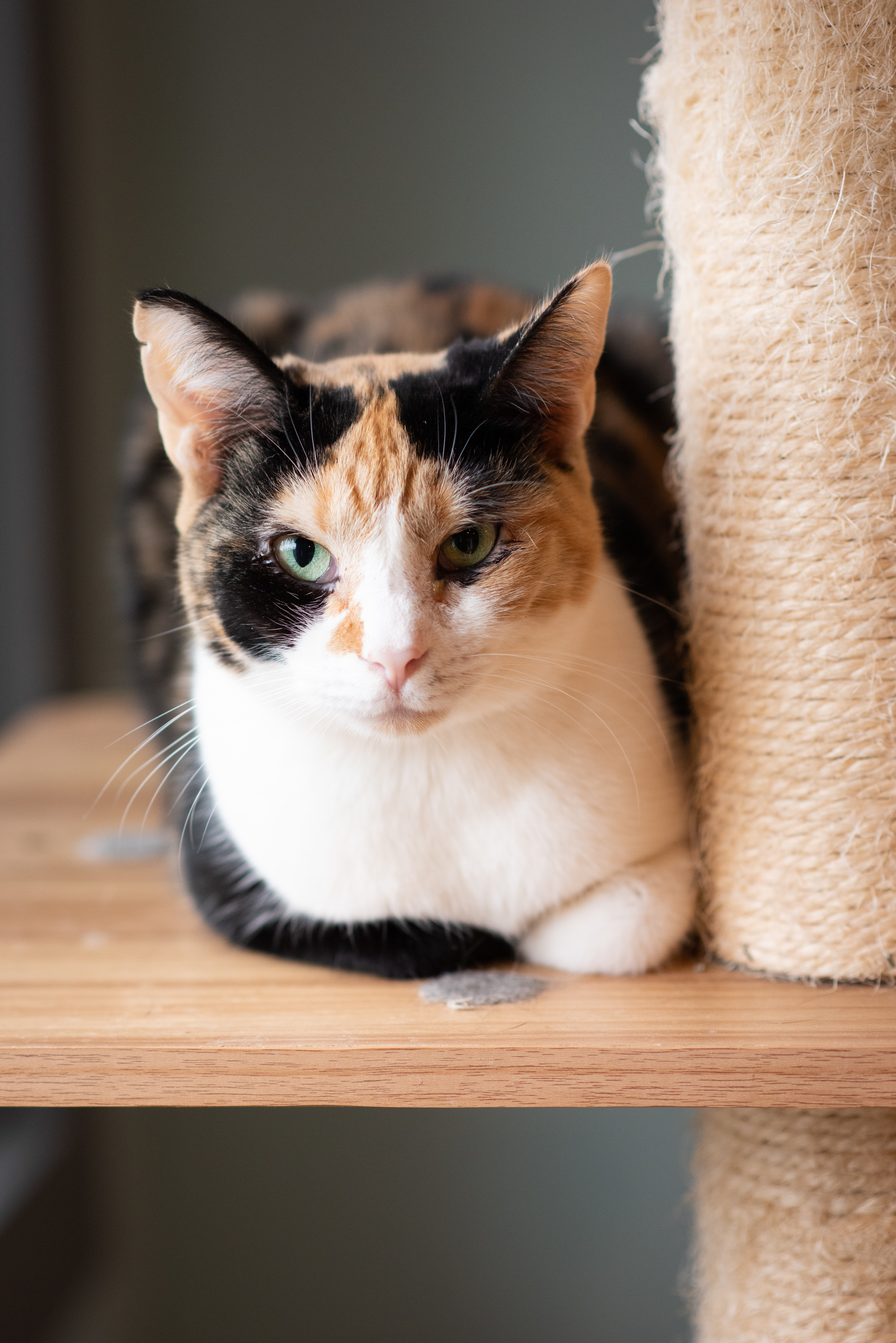 Freckles, an adoptable Domestic Short Hair, Calico in New Cumberland, WV, 26047 | Photo Image 5