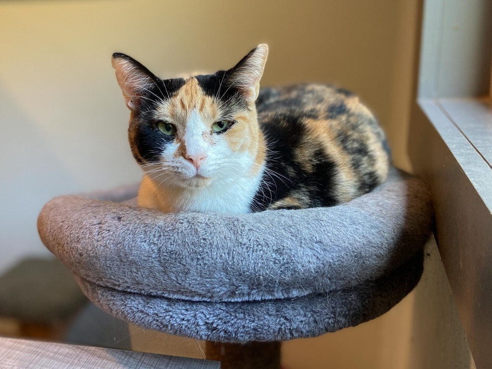 Freckles, an adoptable Domestic Short Hair, Calico in New Cumberland, WV, 26047 | Photo Image 7