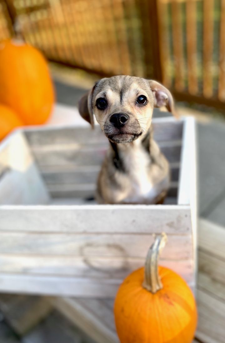 Pumpkin, an adopted Chihuahua & Pug Mix in Cincinnati, OH_image-1