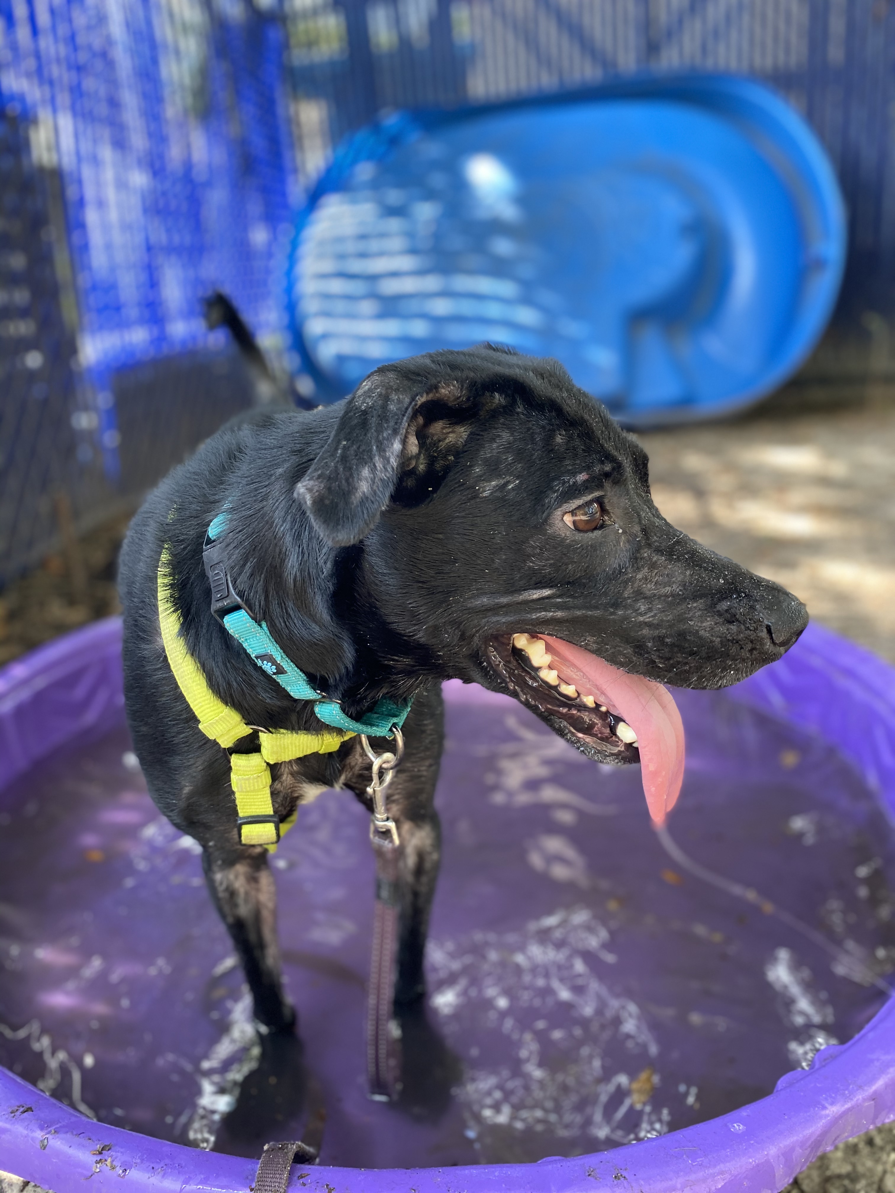 Poppy, an adoptable Labrador Retriever in Summerville, SC, 29483 | Photo Image 1