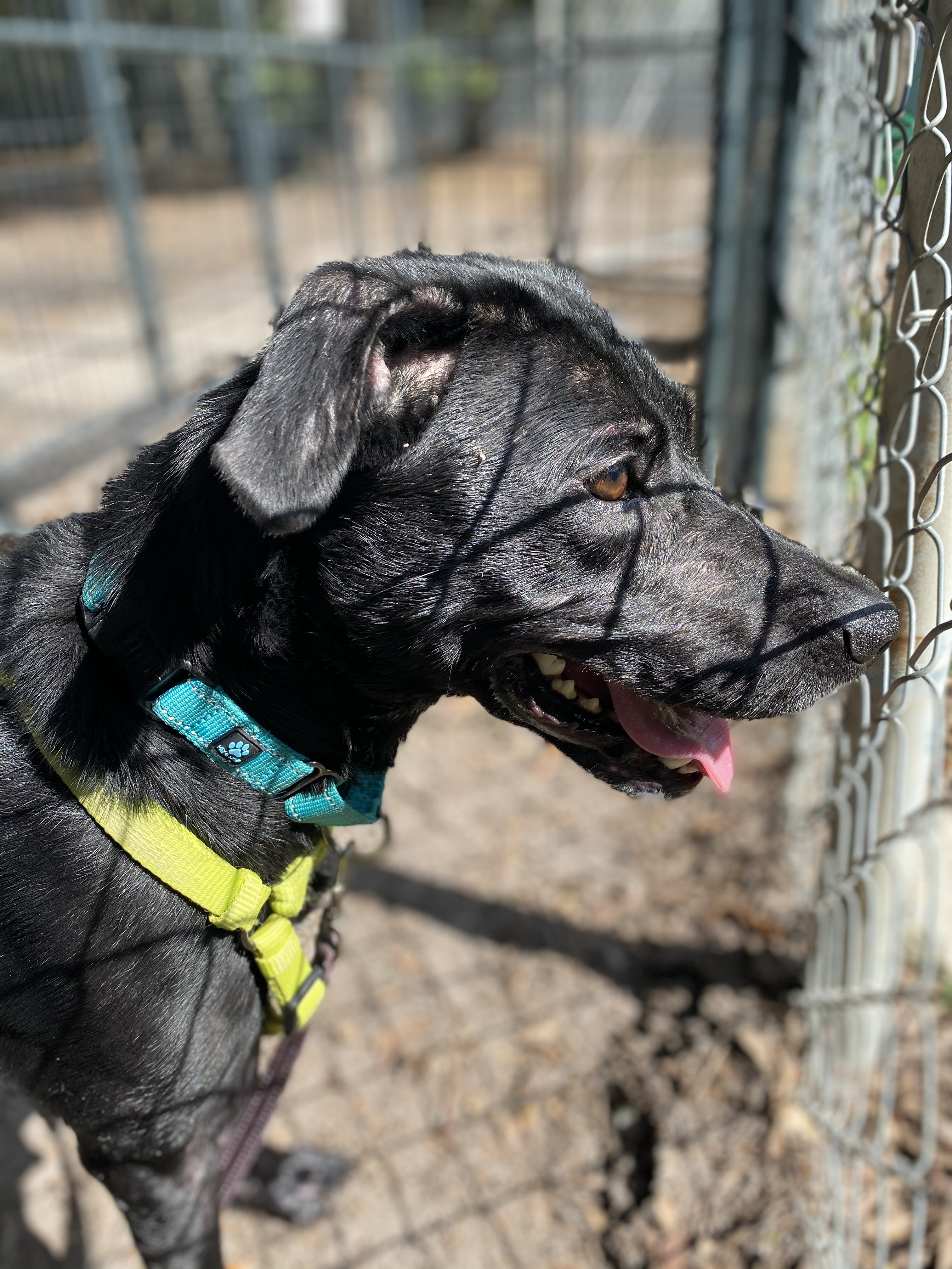 Poppy, an adoptable Labrador Retriever in Summerville, SC, 29483 | Photo Image 2