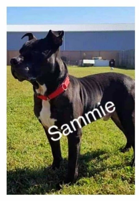 Sammie, an adoptable Pit Bull Terrier Mix in Mount Vernon, IN_image-3