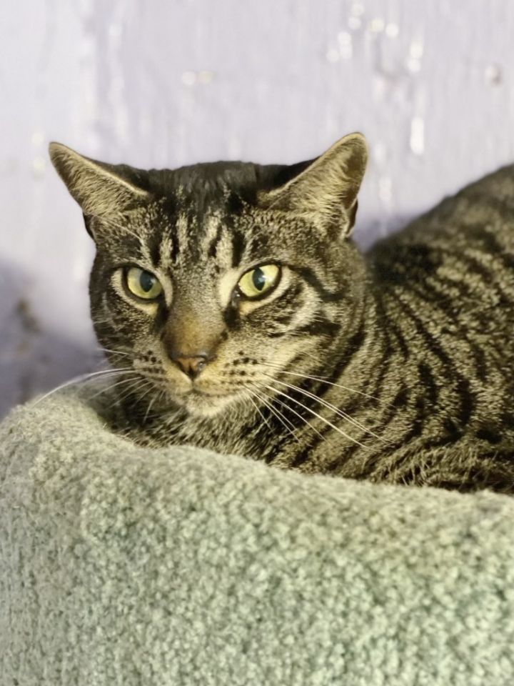 Huck, an adoptable Domestic Short Hair & Tabby Mix in Fort Lauderdale, FL_image-1