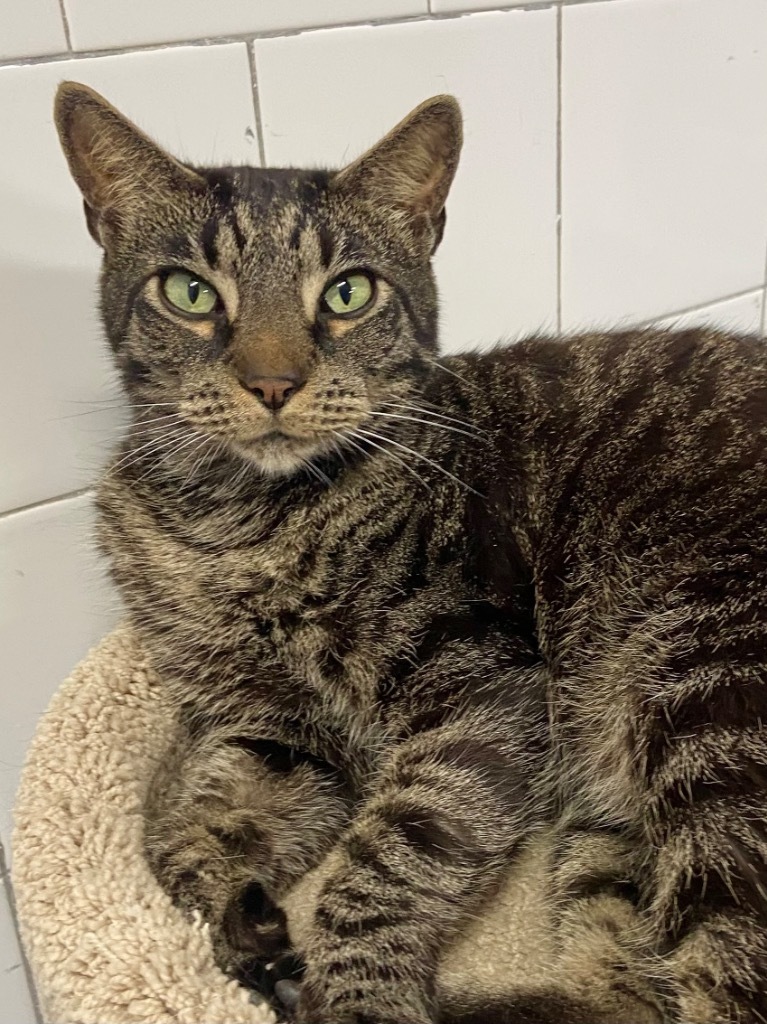 Huck, an adoptable Domestic Short Hair, Tabby in Fort Lauderdale, FL, 33304 | Photo Image 1