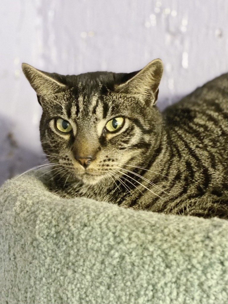 Huck, an adoptable Domestic Short Hair, Tabby in Fort Lauderdale, FL, 33304 | Photo Image 2