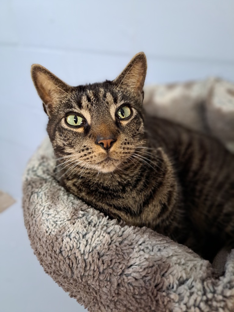 Huck, an adoptable Domestic Short Hair, Tabby in Fort Lauderdale, FL, 33304 | Photo Image 3