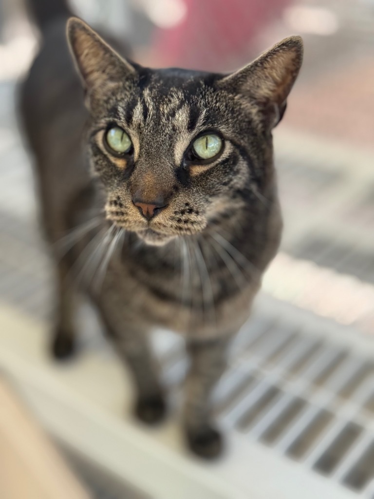 Huck, an adoptable Domestic Short Hair, Tabby in Fort Lauderdale, FL, 33304 | Photo Image 4