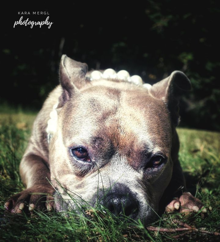 Piggy Pie 2