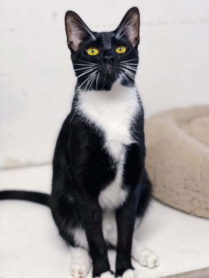 Camelot, an adoptable Domestic Short Hair in Fort Lauderdale, FL_image-1