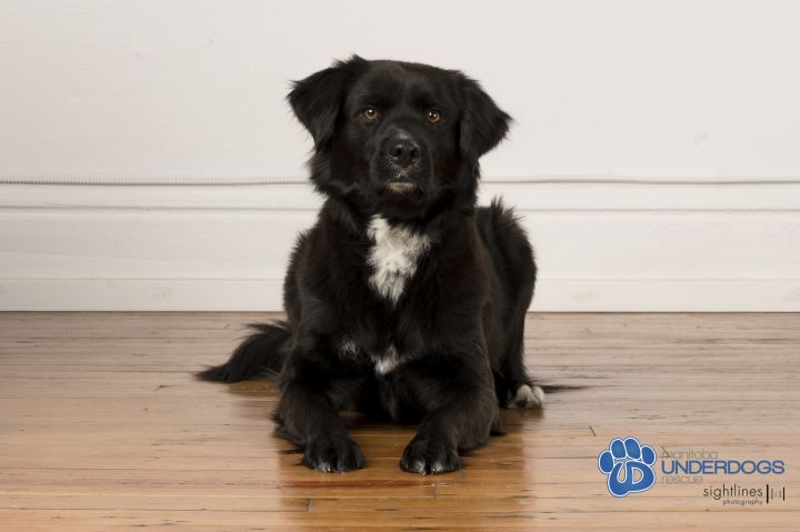 Smuckers, an adoptable Collie & Terrier Mix in Winnipeg, MB_image-2