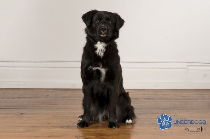 Smuckers, an adoptable Collie & Terrier Mix in Winnipeg, MB_image-4