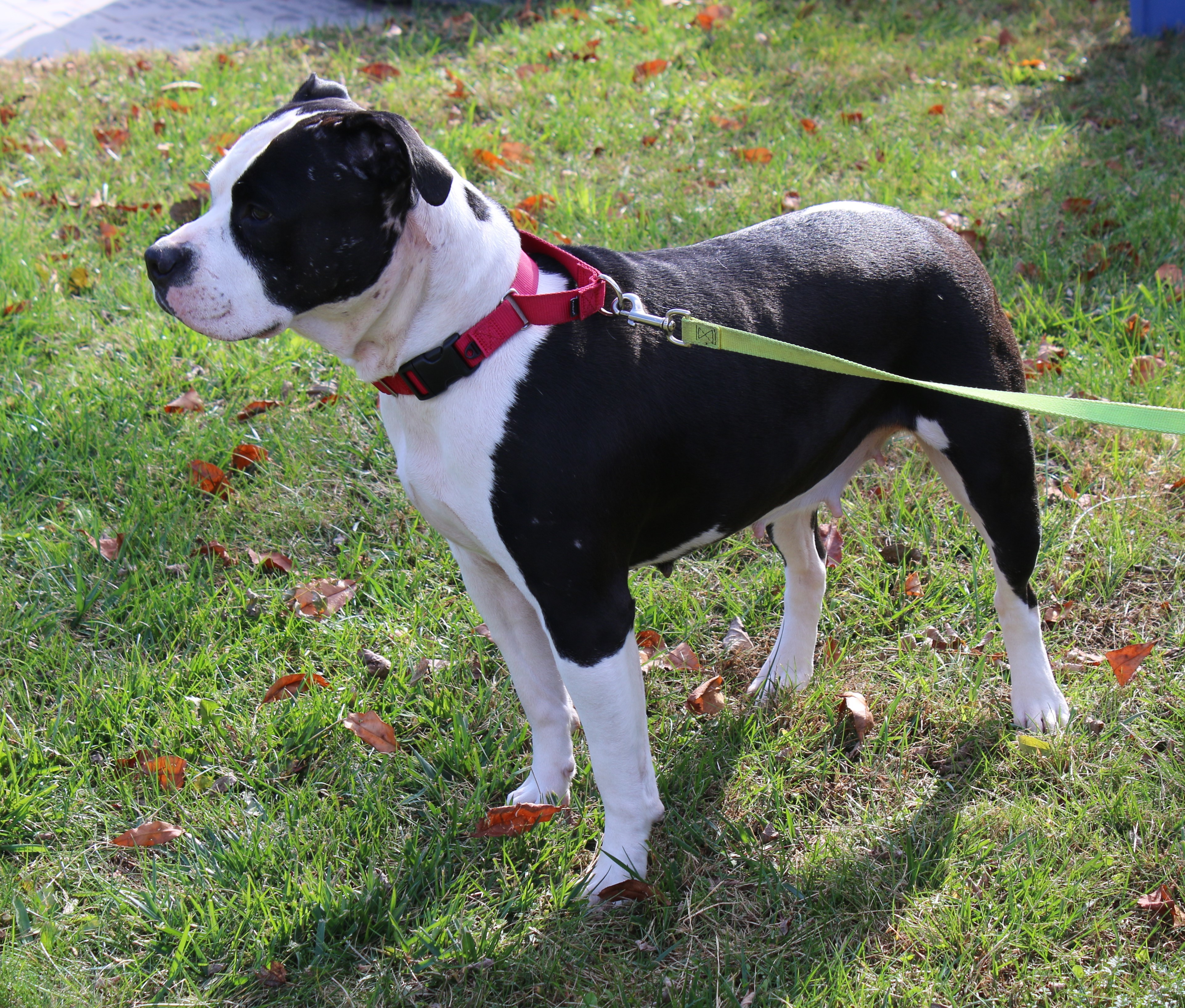 Bean, an adoptable Pit Bull Terrier in Delhi, NY, 13753 | Photo Image 3