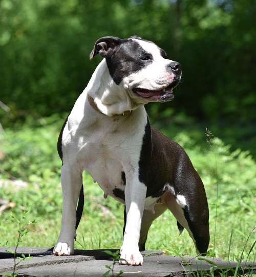 Bean, an adoptable Pit Bull Terrier in Delhi, NY, 13753 | Photo Image 4