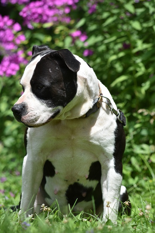 Bean, an adoptable Pit Bull Terrier Mix in Delhi, NY_image-5