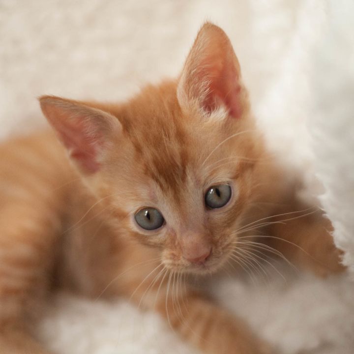 Sawyer, an adopted Domestic Short Hair in Ponte Vedra, FL_image-3