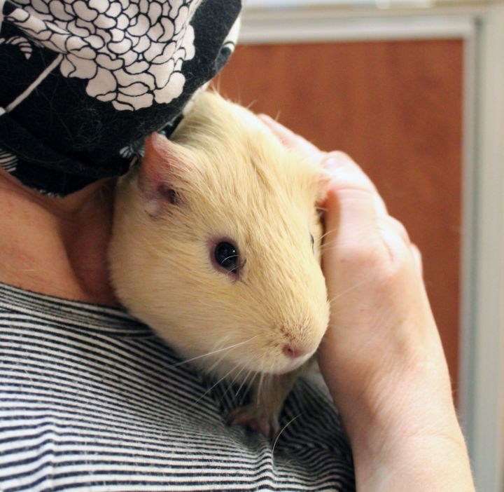 May, an adopted Guinea Pig in Centerville, UT_image-2