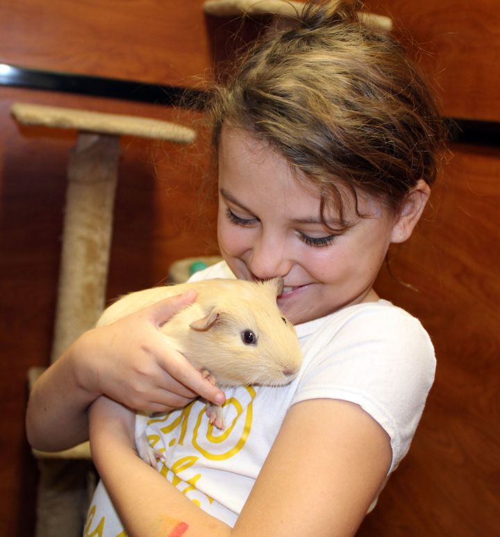 May, an adopted Guinea Pig in Centerville, UT_image-4