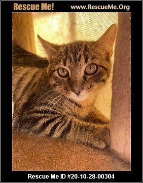 Cat For Adoption Annie A Domestic Short Hair In White Plains Md Petfinder