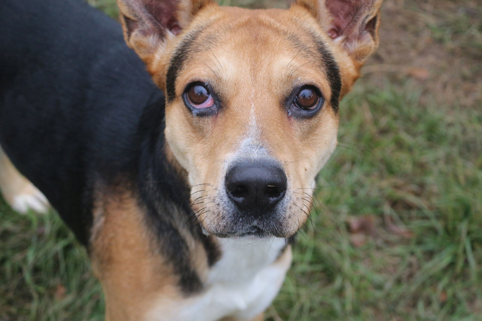 Meadowlark, an adoptable Shepherd in Jackson, MS, 39213 | Photo Image 1