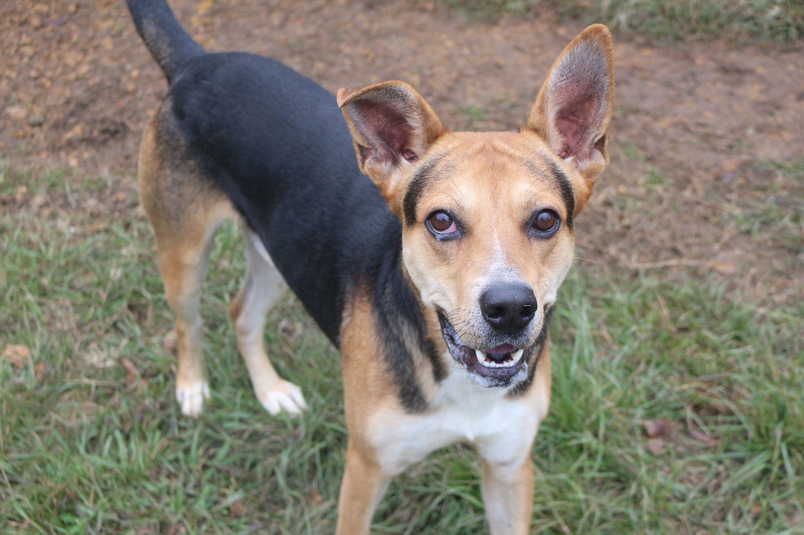 Meadowlark, an adoptable Shepherd in Jackson, MS, 39213 | Photo Image 2