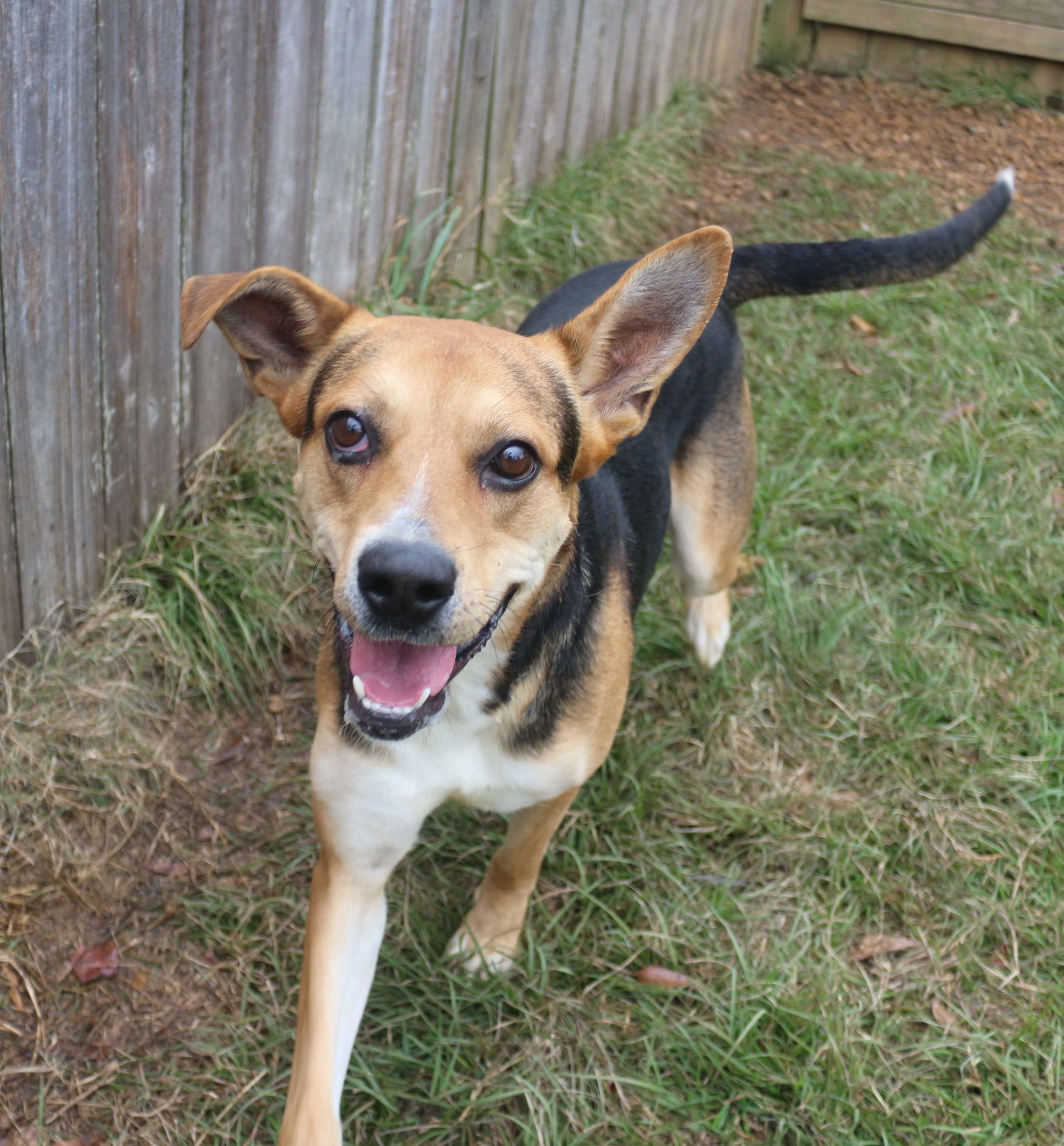 Meadowlark, an adoptable Shepherd in Jackson, MS, 39213 | Photo Image 3