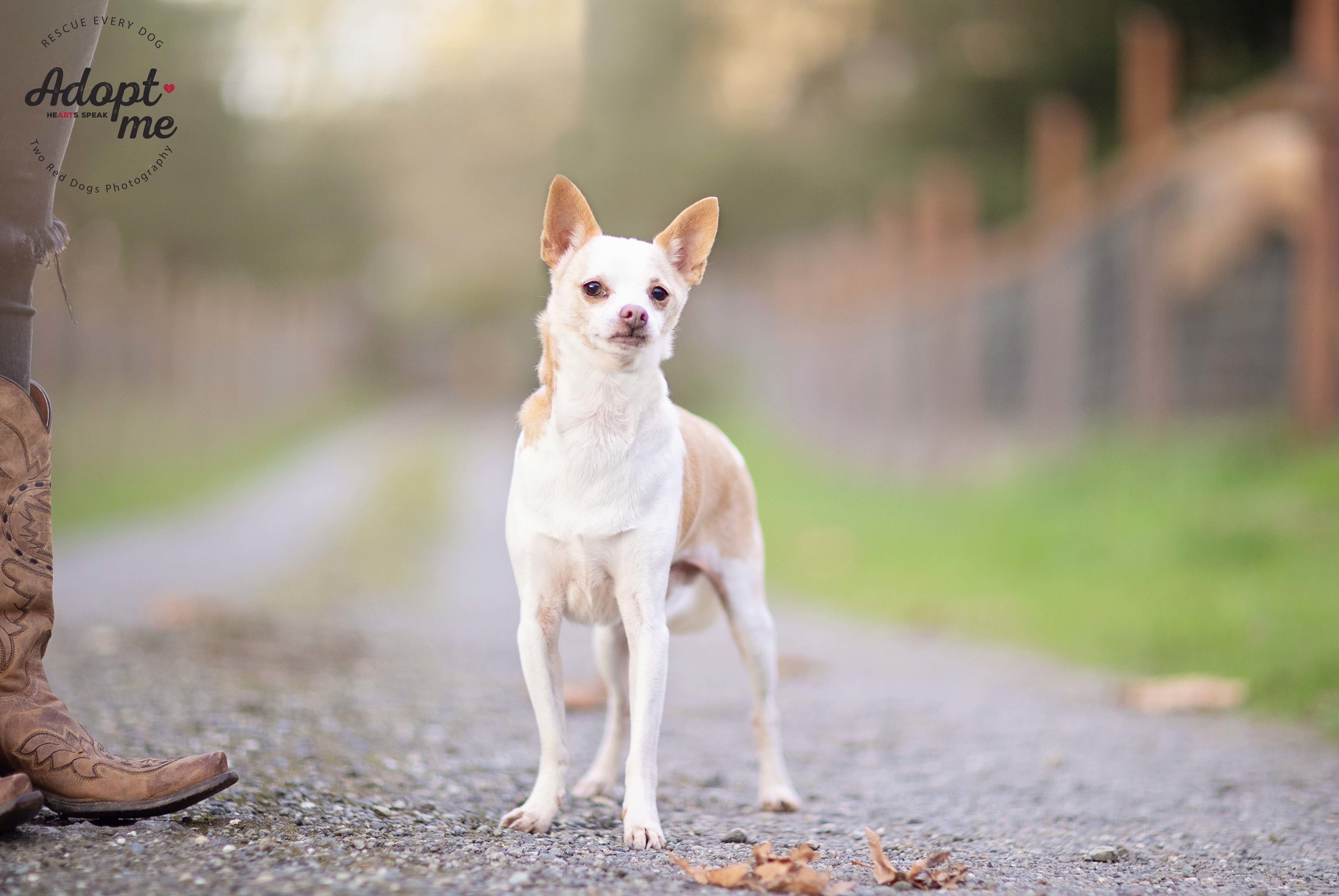 Deer head chihuahua rat best sale terrier mix