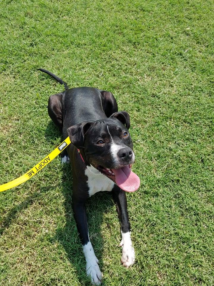 Fanta, an adoptable Pit Bull Terrier Mix in Newcastle, OK_image-5