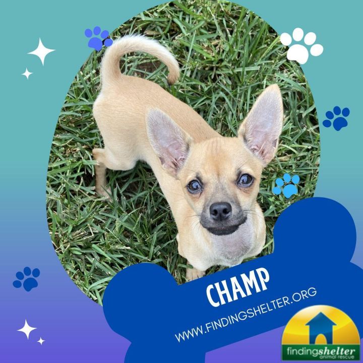 Chihuahua mix for store adoption