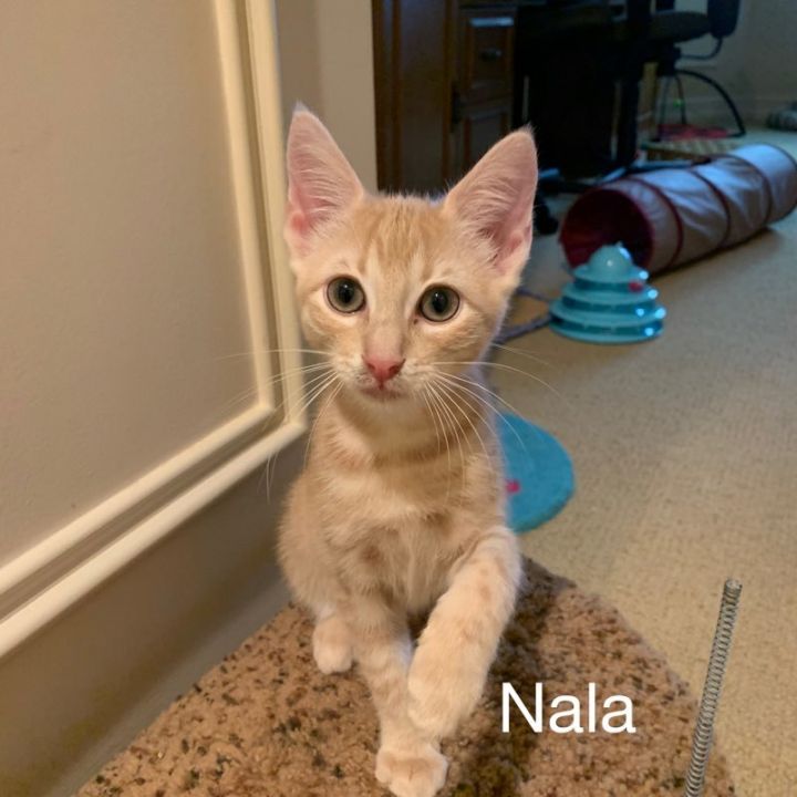 Nala, an adopted Domestic Short Hair Mix in Miami, FL_image-1