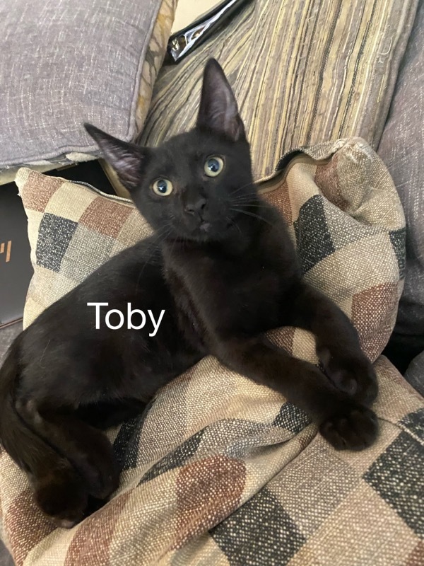 Toby 2