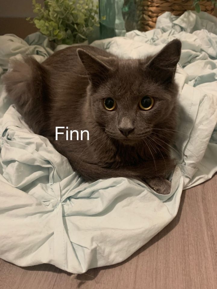 Finn 1