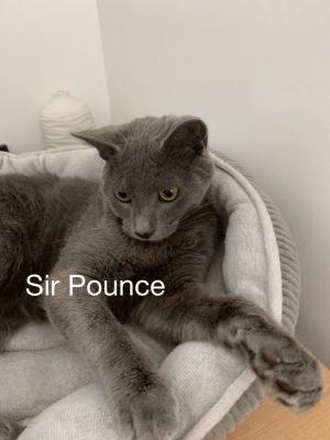 Sir Pounce