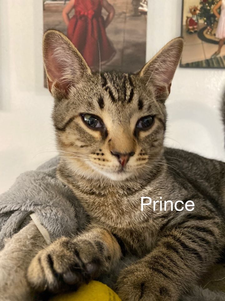 Prince, an adopted Tabby & Domestic Short Hair Mix in Miami, FL_image-1