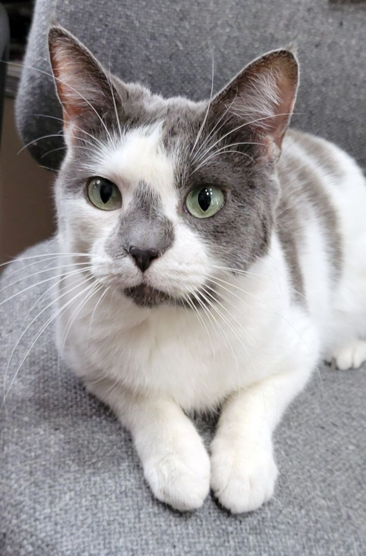 Daphne, an adoptable Domestic Short Hair in Centerville, UT_image-2