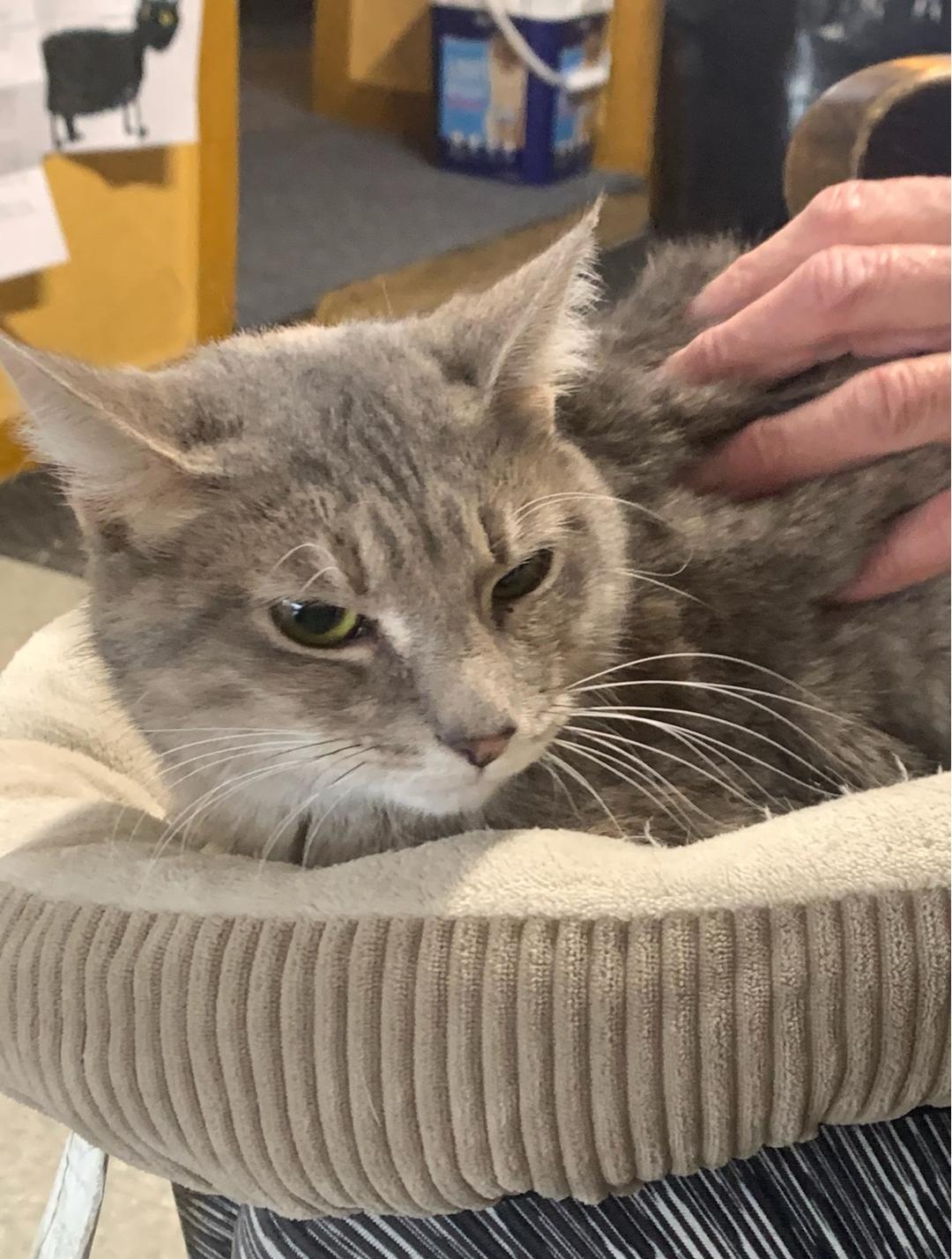 Taffy, an adoptable Domestic Short Hair, Dilute Tortoiseshell in Madison Heights, MI, 48071 | Photo Image 1