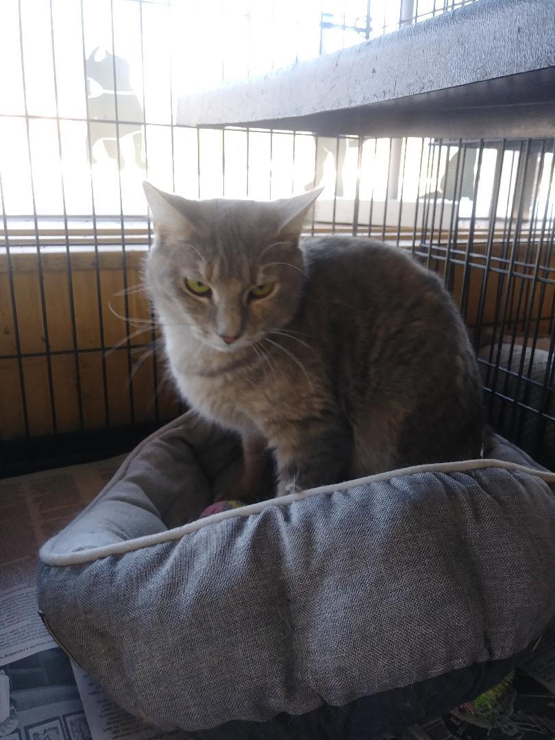 Taffy, an adoptable Domestic Short Hair, Dilute Tortoiseshell in Madison Heights, MI, 48071 | Photo Image 2